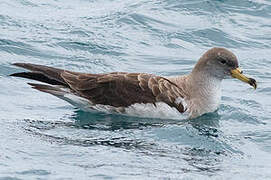 Scopoli's Shearwater