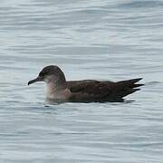 Balearic Shearwater