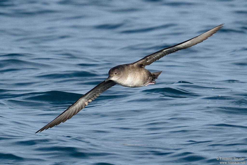 Puffin des Baléares, Vol