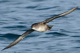 Balearic Shearwater