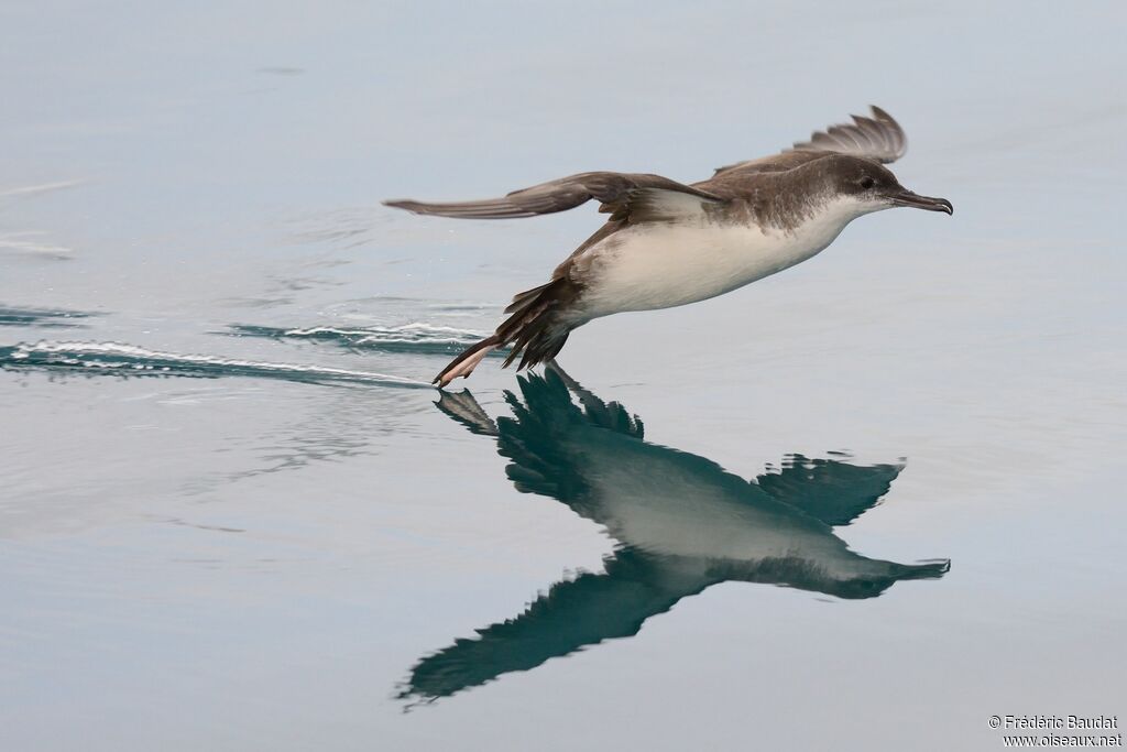 Yelkouan Shearwater, Flight