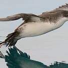 Puffin yelkouan