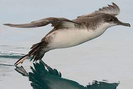 Yelkouan Shearwater