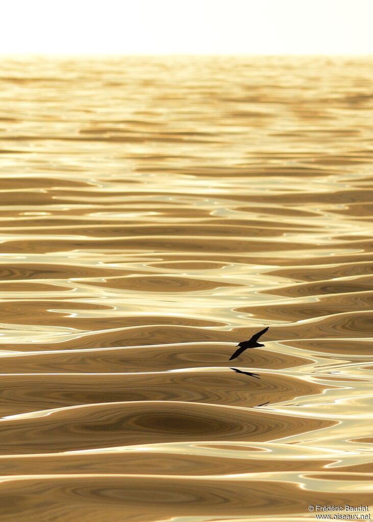 Yelkouan Shearwater, Flight