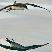 Yelkouan Shearwater