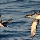 Puffin yelkouan