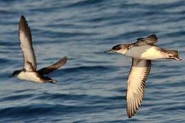 Yelkouan Shearwater