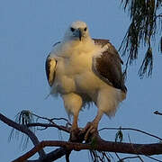 White-bellied Sea Eagle