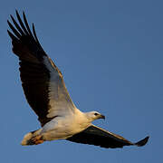 White-bellied Sea Eagle