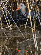 Water Rail