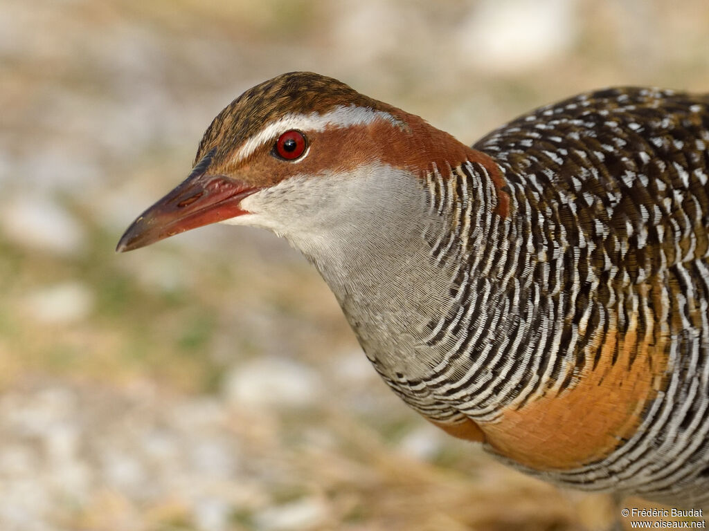 Buff-banded Railadult, close-up portrait