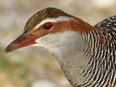 Buff-banded Rail