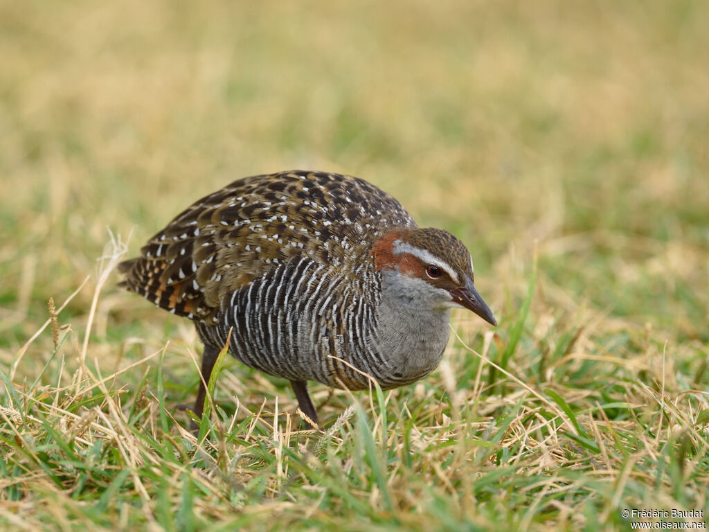 Buff-banded Railadult, walking