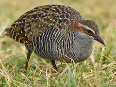 Buff-banded Rail