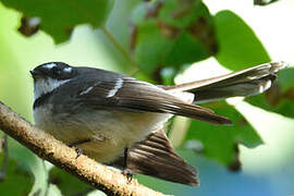 Grey Fantail