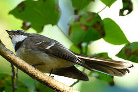 Grey Fantail