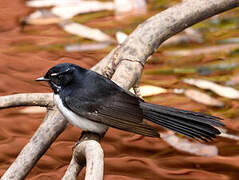 Willie Wagtail