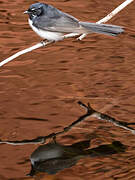 Willie Wagtail