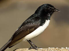 Willie Wagtail