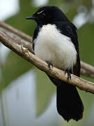 Willie Wagtail