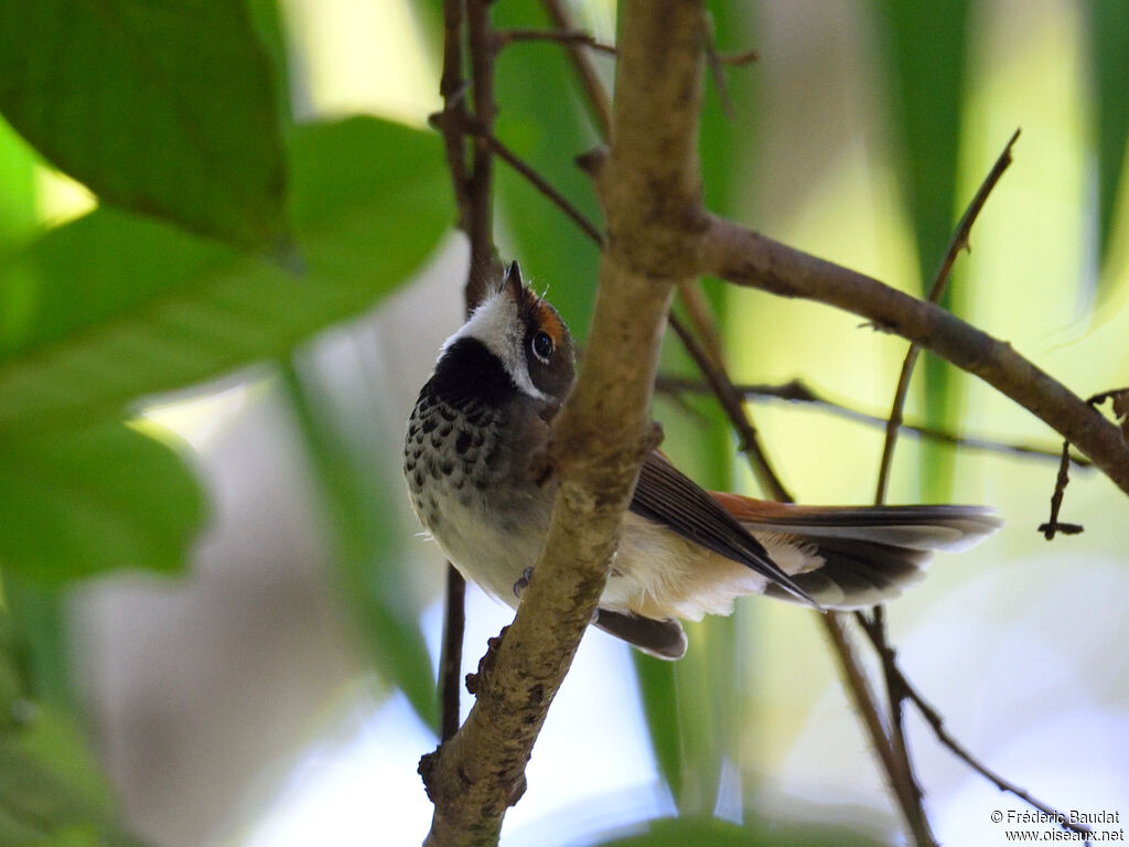 Australian Rufous Fantailadult