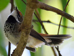 Rufous Fantail