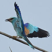 European Roller