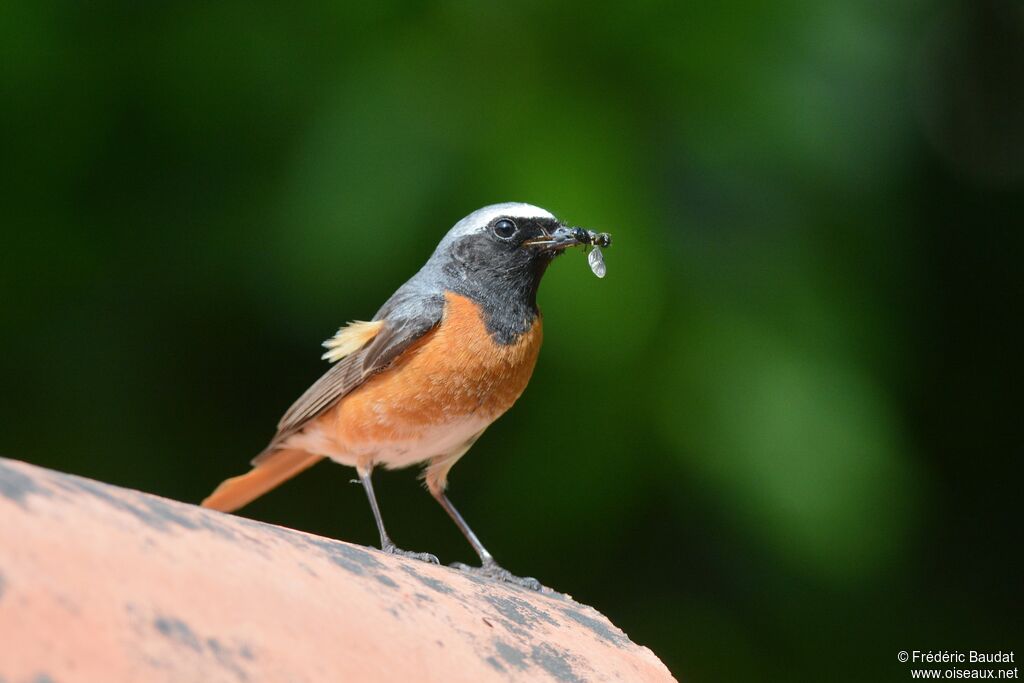 Common Redstart male adult breeding, feeding habits