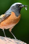 Common Redstart