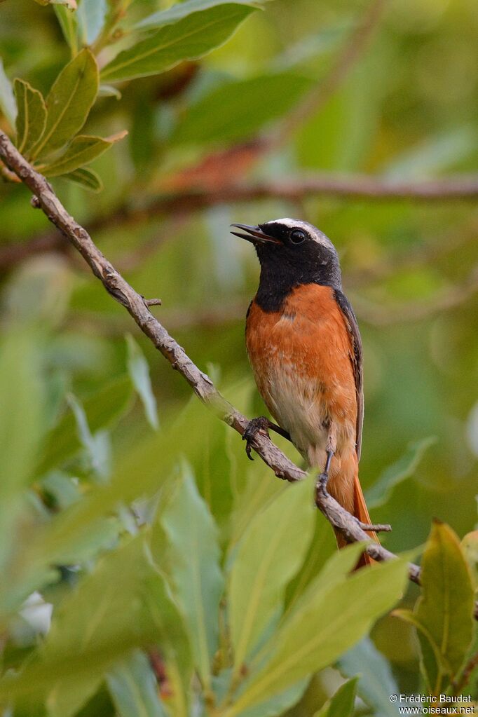 Common Redstart male adult breeding, identification