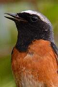 Common Redstart