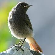 Black Redstart