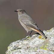 Black Redstart