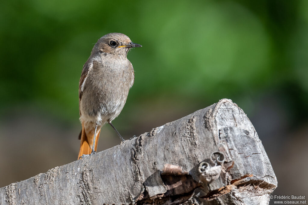 Black Redstart female