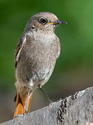 Black Redstart