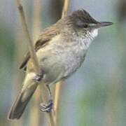 Oriental Reed Warbler