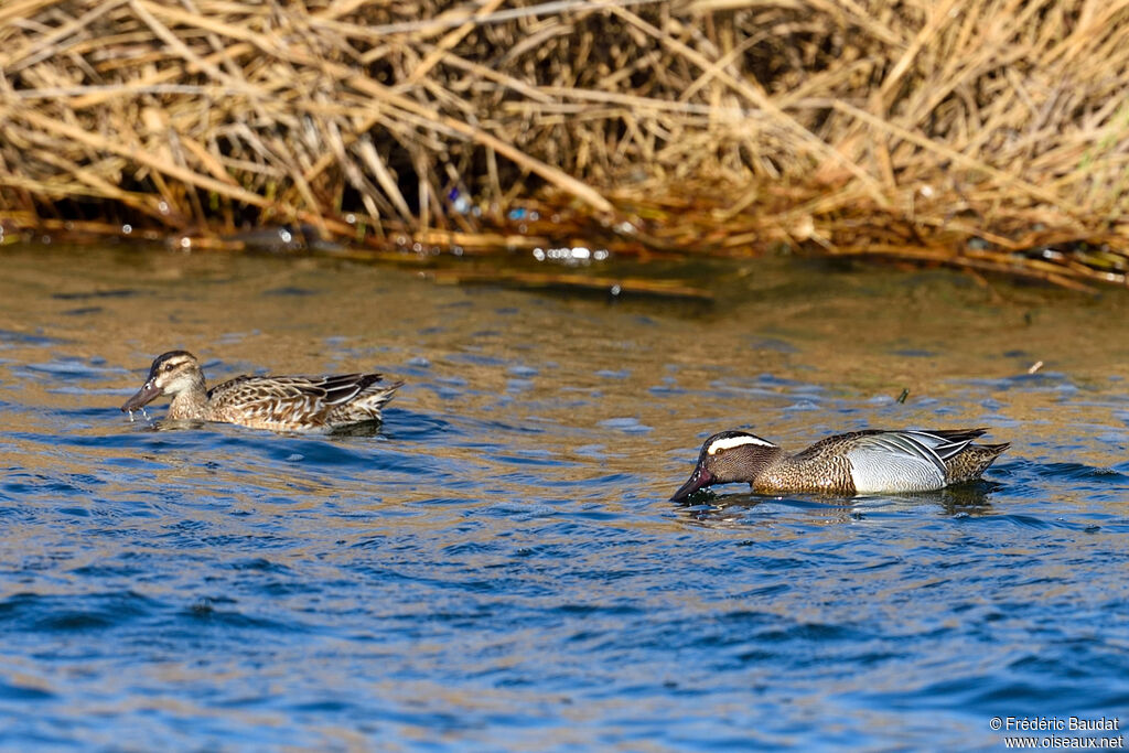 Garganeyadult breeding, swimming, eats