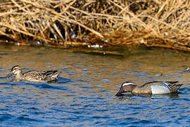 Garganey