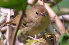 Large-billed Scrubwren