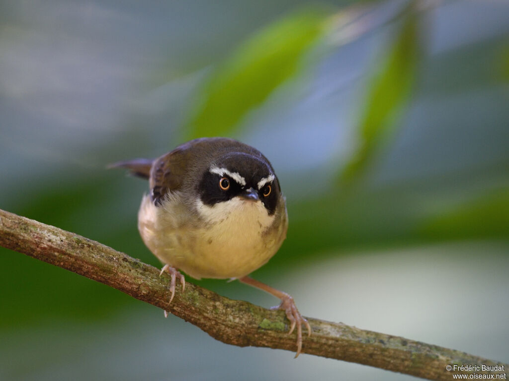 White-browed Scrubwren male adult