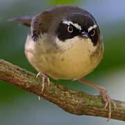 White-browed Scrubwren