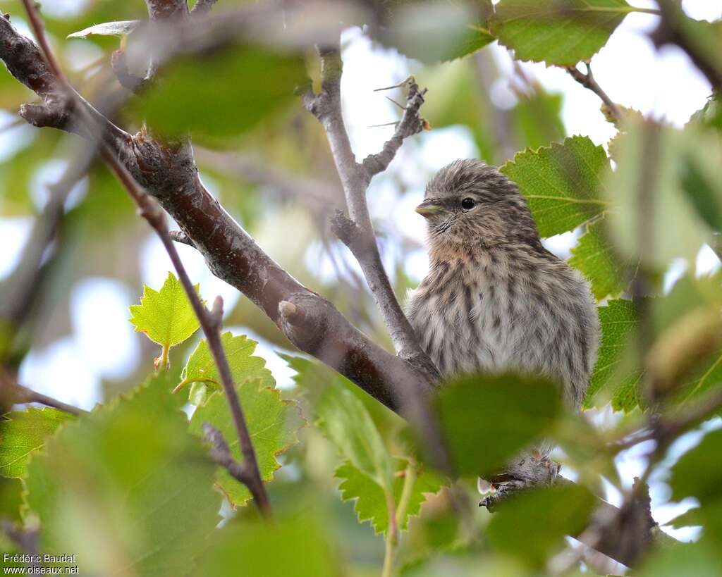 Common Redpolljuvenile, close-up portrait