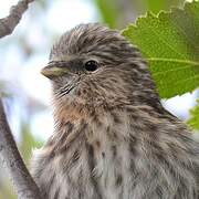 Common Redpoll