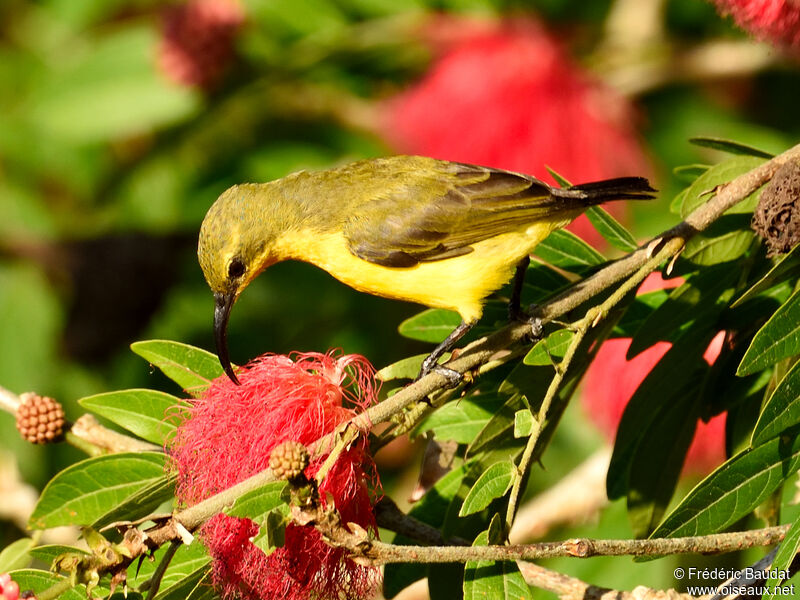 Olive-backed Sunbird female adult, eats