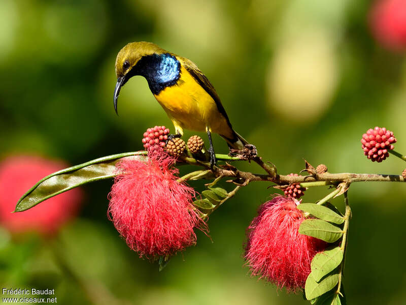 Garden Sunbird male adult, eats