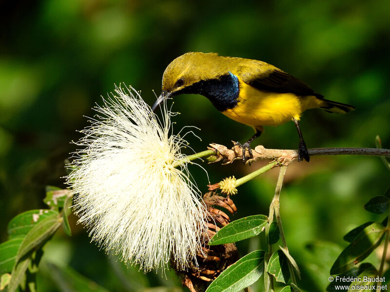 Garden Sunbird male adult, eats