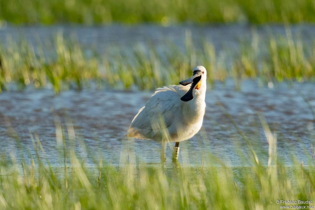 Eurasian Spoonbilladult breeding