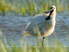 Eurasian Spoonbill