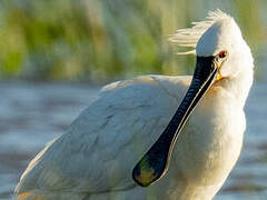 Eurasian Spoonbill