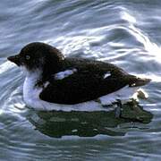 Least Auklet